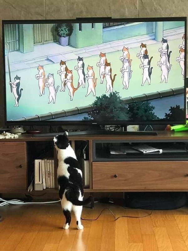 #猫猫