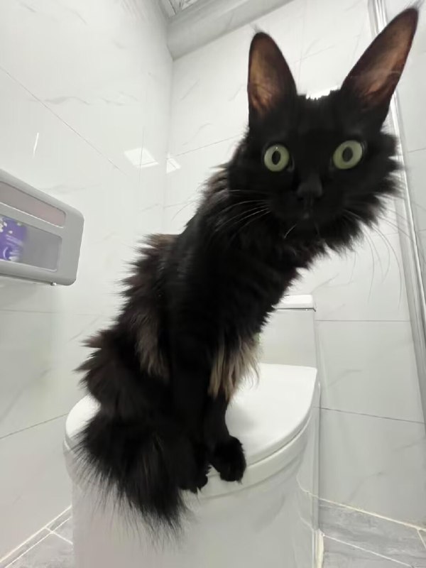 😳#猫猫