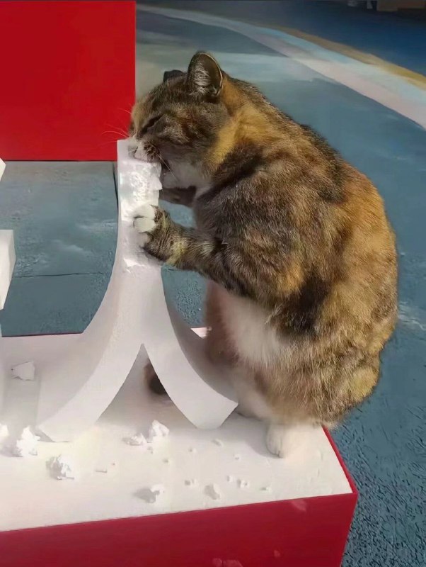#猫猫 吃人 慎入⚠️