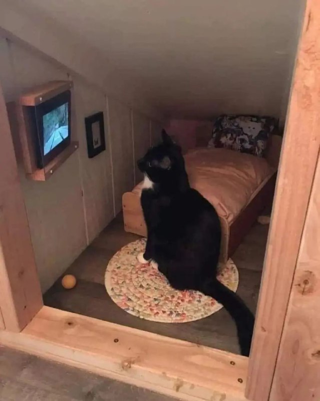 #猫猫 的卧室#猫猫 的卧室