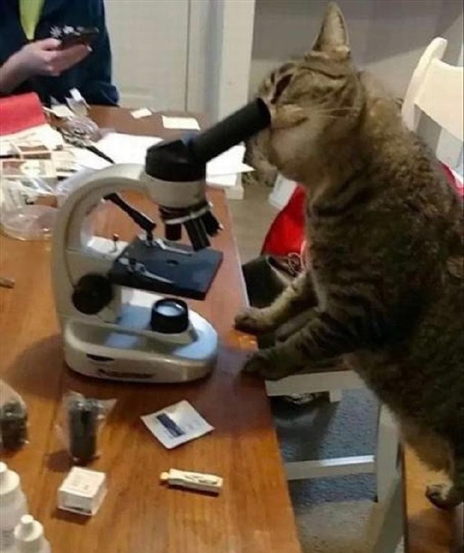 让我康康#猫猫