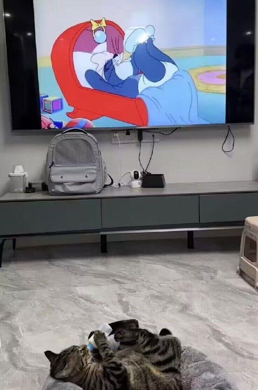 #猫猫