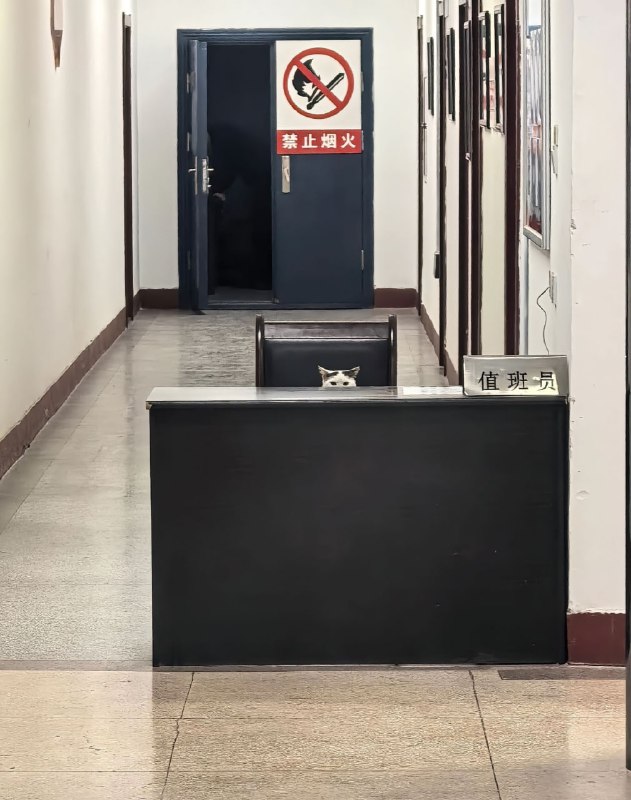 #猫猫