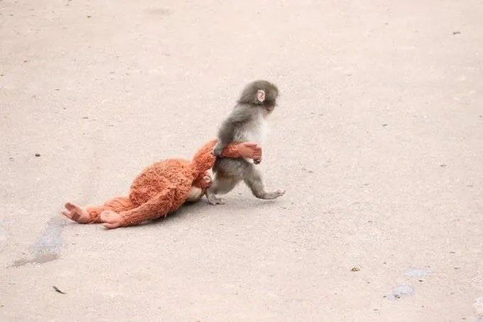 最近一只孤独小猴子Punch走红网络