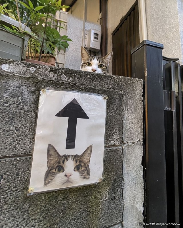 #猫猫