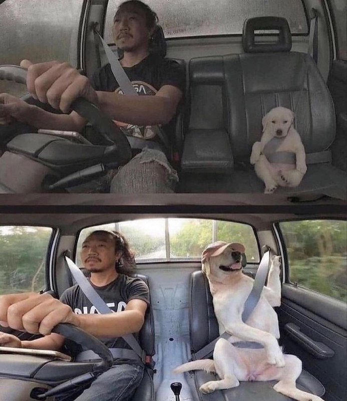 #狗狗