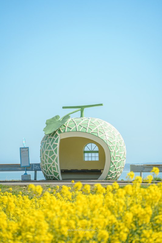 岛国长崎县谏早市平原公交站，外形是甜瓜站，恰逢油菜花盛开时