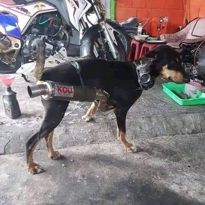 赛博朋克狗