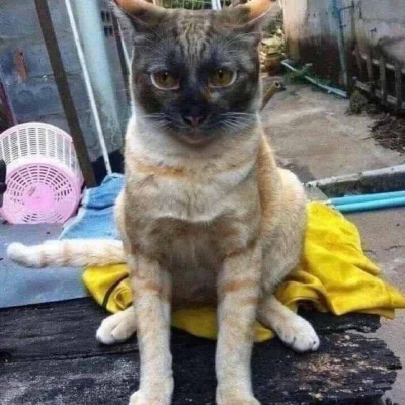 如何快速拥有一只暹罗猫#猫猫如何快速拥有一只暹罗猫#猫猫