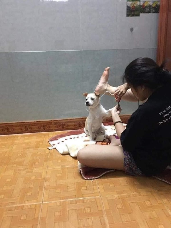 #狗狗 剪指甲😅
