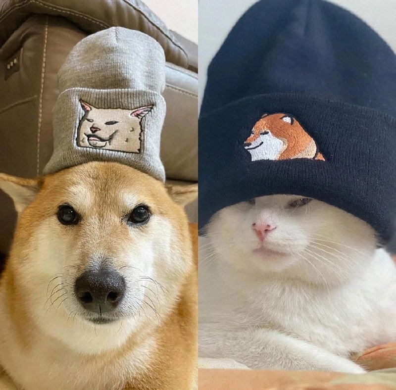#猫猫 #狗狗