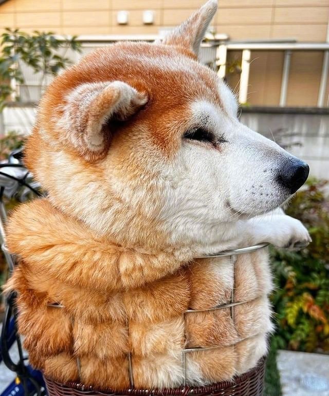 菠萝包柴柴……菠萝包柴柴……