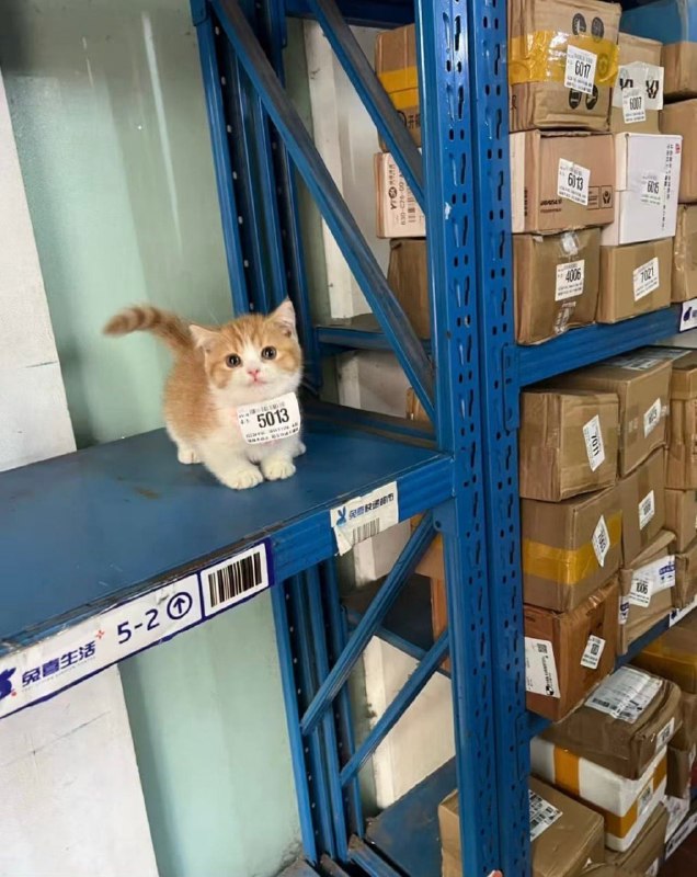 #猫猫