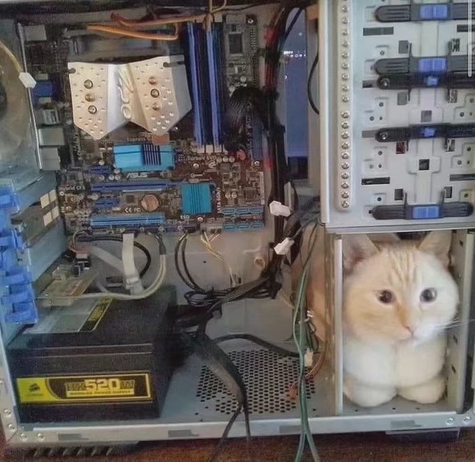 #猫猫#猫猫