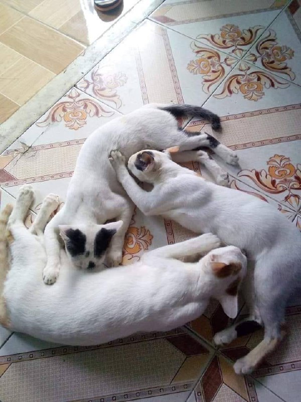 #猫猫